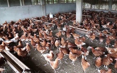 La société indienne L7H investit 200 millions d’euros pour produire 36 000 tonnes de volailles au Gabon