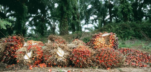 Le développement durable du palmier à huile en Afrique, au cœur des débats à Libreville