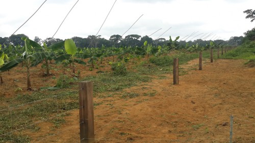 Pour protéger les cultures en zones rurales, le Gabon s’inspire de l’expérience kényane 