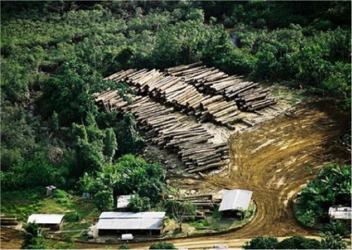 Gabon : Conservation Justice et Brainforest approuvent l’interpellation des exploitants forestiers chinois à Makokou