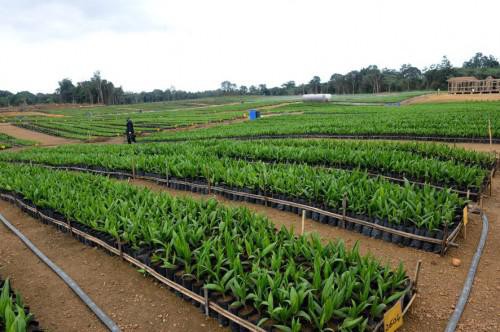 Les agriculteurs gabonais bénéficieront davantage de l’accès à la terre