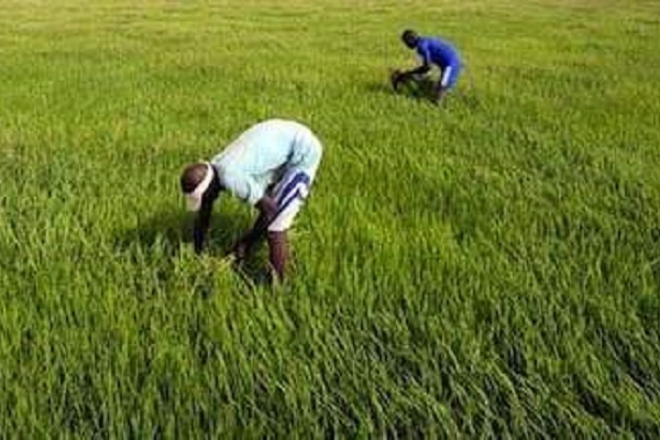 Denrées alimentaires : cinq agropoles créés pour réduire la dépendance du Gabon de l’extérieur