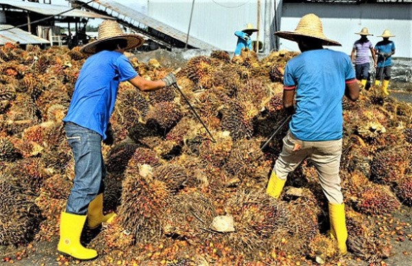 Le Gabon projette de produire 91 000 tonnes d’huile de palme brute en 2021, en hausse de 16,6%