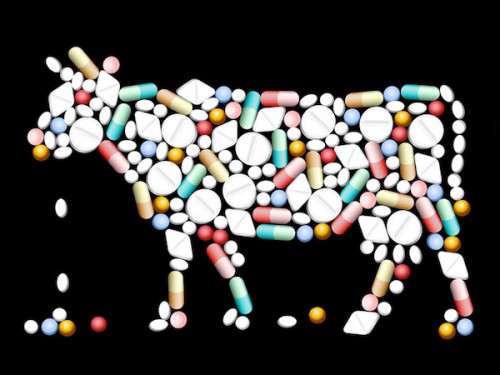Le ministère du Développement durable sensibilise sur les antibiotiques administrés aux animaux d’élevage