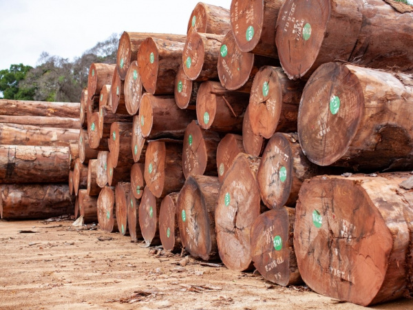 Traçabilité du bois : le certificateur Tracer-Nkok veut étendre ses compétences sur l’ensemble du territoire gabonais