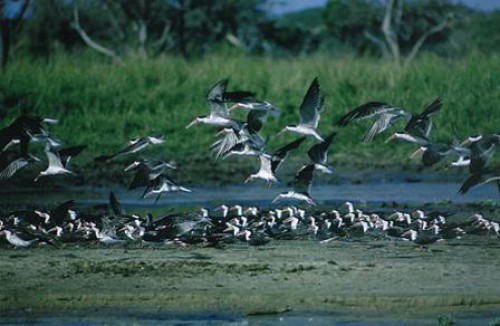 WWF s’assure de la protection de la faune dans les concessions de Rougier au Gabon