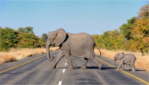 La réduction des conflits homme-faune au menu des échanges d’une Conférence internationale au Gabon