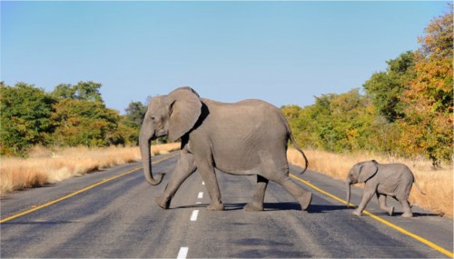 La réduction des conflits homme-faune au menu des échanges d’une Conférence internationale au Gabon