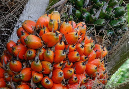 La Société développement agricole veut réhabiliter une palmeraie à Ngouoni