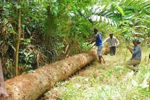 Le Gabon va revendre le bois issu de l’exploitation illégale pour financer des projets de développement communautaires