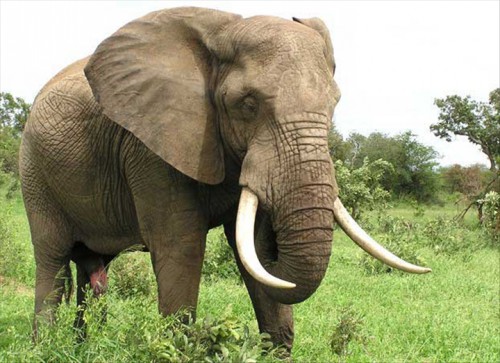 De nouvelles mesures pour empêcher les éléphants de dévaster les cultures dans l&#039;Ogooué-Ivindo