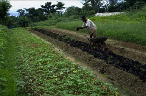 Le Gabon tient ses assises agricoles