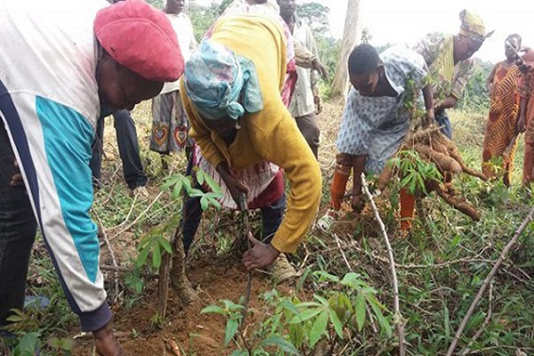 Le Gabon veut formaliser les coopératives agropastorales afin de favoriser leur accès aux services financiers
