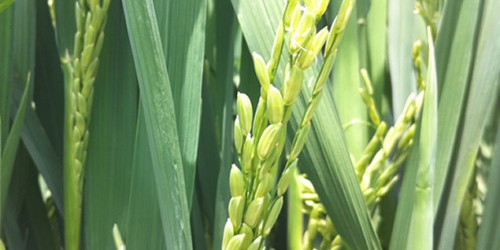 Le Gabon expérimente le riz « Nerica 4 » pour réduire les importations
