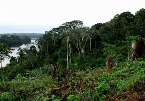 La Commission des forêts d’Afrique centrale construit un immeuble-siège au Cameroun