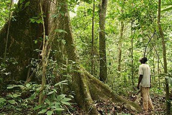 Certification : le Gabon renforce le suivi de l’exploitation forestière