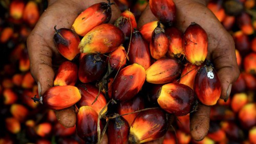 La production de régimes de palme s’est établie à 29 169 tonnes en 2016, contre 4 924 tonnes un an plus tôt