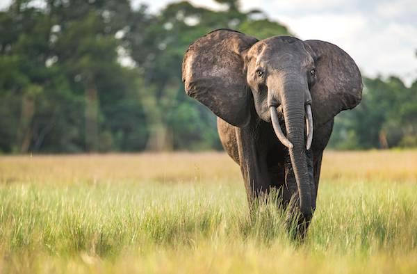 Cemac : la justice congolaise condamne un tueur d&#039;éléphants à 30 ans d&#039;emprisonnement