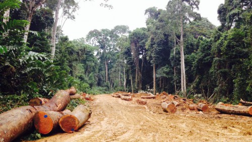Eaux et forêts : un nouveau cadre réglementaire en élaboration