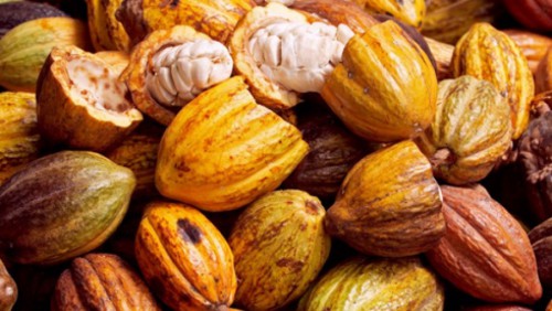 La Caisse de stabilisation et de péréquation lance officiellement la phase 2 du programme de relance des filières cacao/café