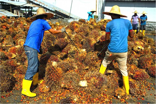 La production d’huile de palme au Gabon désormais conforme à la norme RSPO