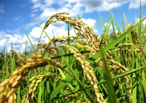 Le Gabon compte se lancer dans la culture du riz dans un mois