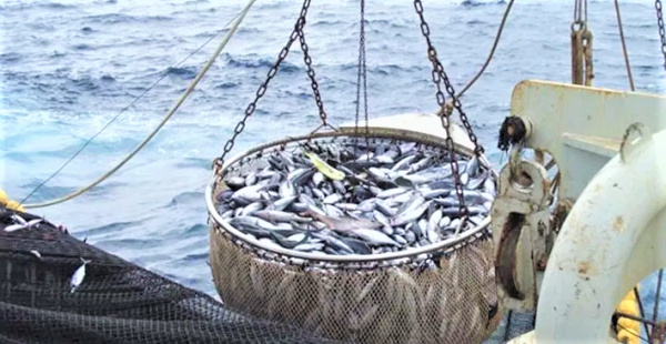 Ogooué-Maritime : 33 pécheurs illégaux interpellés et 2 tonnes de poissons saisies