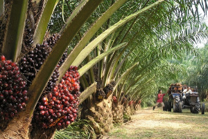 L’agriculture de rente en difficulté au Gabon en 2024 malgré une légère reprise du caoutchouc