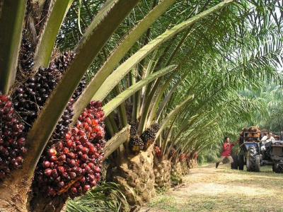 l-agriculture-de-rente-en-difficulte-au-gabon-en-2024-malgre-une-legere-reprise-du-caoutchouc