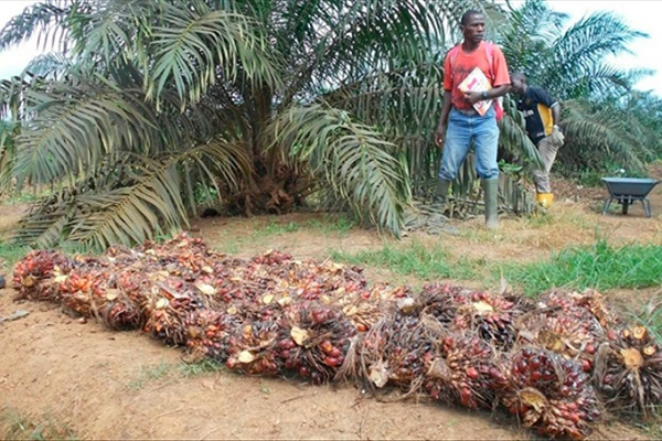 Palmier à huile : la production du Gabon chute de 35,6 % au 3e trimestre 2022 du fait de la sécheresse