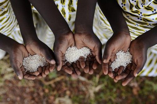 Lutte contre la faim : la FAO appelle les populations à adopter des habitudes de consommation responsables