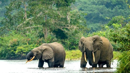 Ecotourisme : l&#039;intermédiaire Corridor présente une base de données d’investisseurs turcs intéressés par le Gabon
