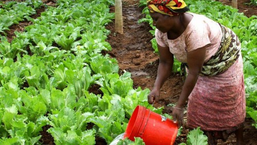 La BDEAC va organiser un forum agricole en zone Cemac