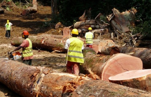 Le Gabon somme les exploitants forestiers de certifier leurs activités au plus tard en 2022