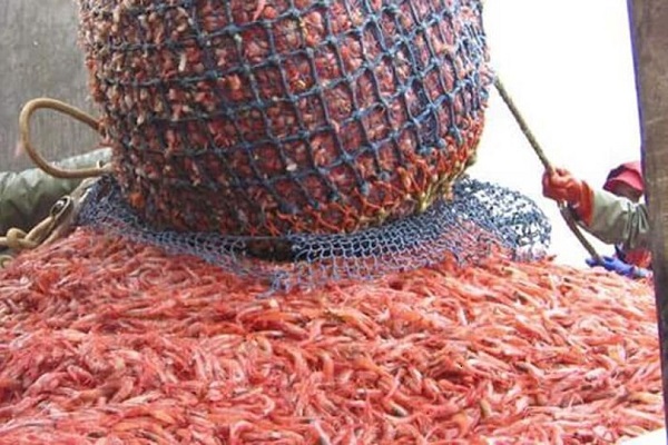 Le Gabon envisage de relancer la pêche des crevettes suspendue depuis 2021