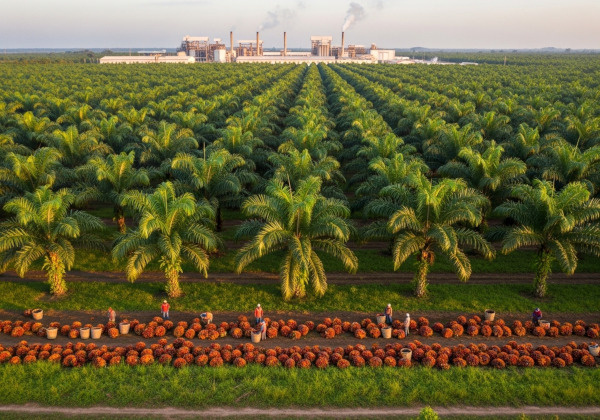 La production des régimes reprend des couleurs, mais, l&#039;huile de palme brute chute de 19,9%