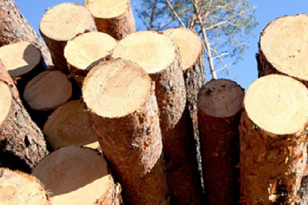 Exploitation illégale des forêts : plus de 1000 billes de bois saisies au Gabon