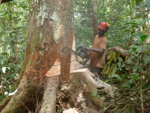 74% des superficies attribuées à l’exploitation forestière appartiennent aux sociétés chinoises