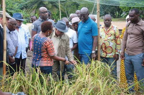 Le Gabon importe pour 8 milliards FCFA de riz chaque année