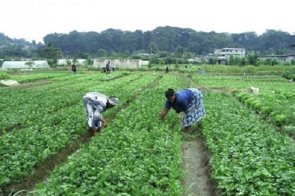 Projet de développement agricole et rural : le Gabon recrute un coordonnateur pour la 2e phase