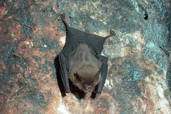Covid-19 : les scientifiques du CIRMF étudient le rôle des chauves-souris dans la province de l’Ogooué-Ivindo