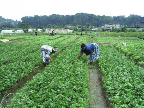 Le FIDA lance la deuxième phase du Projet de développement agricole rural au Gabon