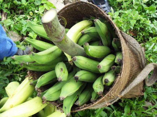 La FAO et le ministère de l’Agriculture veulent booster la production de bananes du Gabon