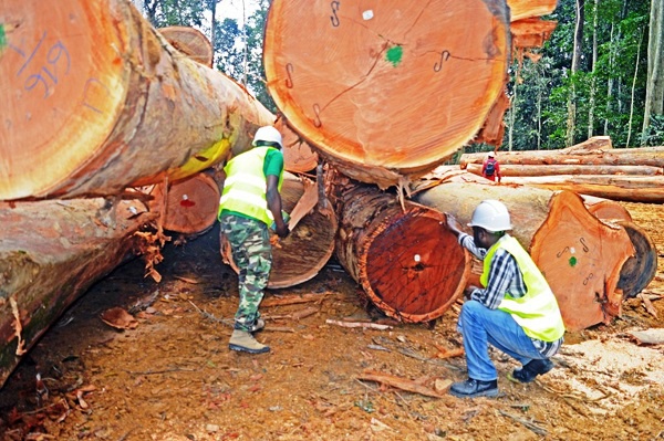 Gestion durable des forêts : le Gabon peaufine sa norme FSC