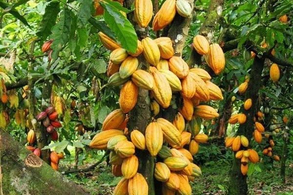 Cacao : les ventes locales progressent de 71,3% à 83 tonnes en 2022 en raison d’un meilleur encadrement des planteurs
