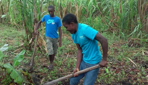 Les pays de l&#039;Afrique centrale recensent les mesures pour booster l’emploi décent des jeunes dans l’agriculture