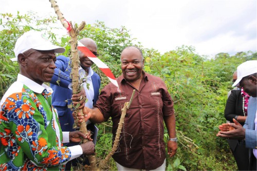 Ali Bongo Ondimba lance les premières récoltes du programme Graine à Makokou