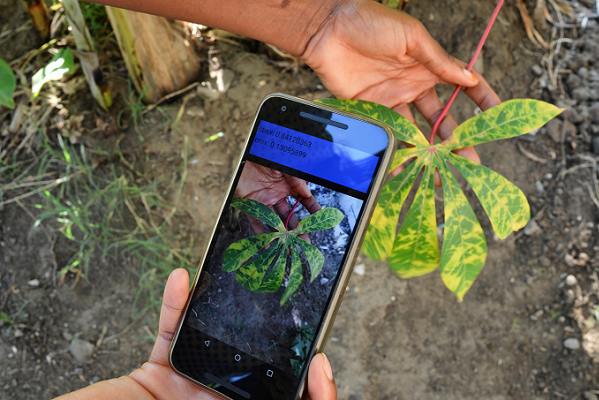 WAVE-Gabon lance « Plant village Nuru », une application de surveillance des maladies du manioc
