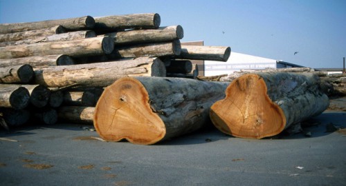 La filière bois veut porter sa contribution au PIB à 10% en 2025
