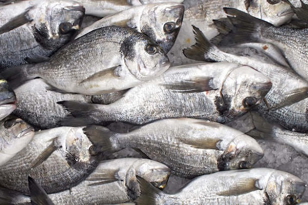 Avec l’appui de la FAO, le Gabon veut développer une pêche artisanale durable